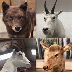 Werner Wildlife Museum - Wolf, mountain goat, big horn sheep, deer