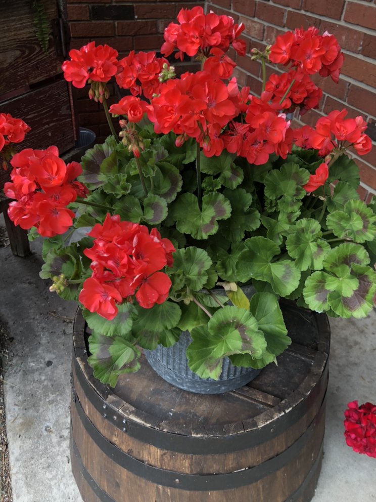 LOCKER’S FLOWERS Updated September 2024 52 Photos & 28 Reviews