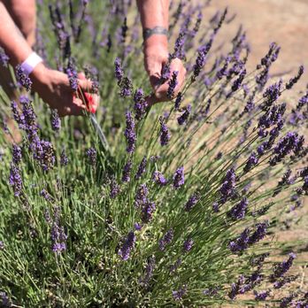 Purple Adobe Lavender Farm - Farms Near Me - Abiquiu, New Mexico
