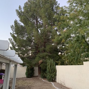 Anthem Landscape & Design - Before. Large pine tree to be removed (at least 60 ft tall) - Landscaping Near Me Anthem Landscape & Design - Before. Large pine tree to be removed (at least 60 ft tall) - Landscaping Near Me