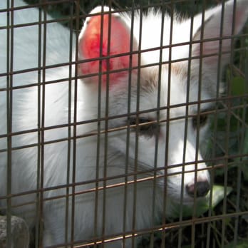 Plumpton Park Zoo - Zoos Near Me - Rising Sun, Maryland