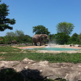 Zoo Miami - Majestic elephant cooling off - Zoos Near Me - Miami, Florida Zoo Miami - Majestic elephant cooling off - Zoos Near Me - Miami, Florida