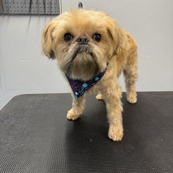 Pawfessional Grooming By Steph - Dog grooming - Pet Groomers Near Me - Scotch Plains, New Jersey Pawfessional Grooming By Steph - Dog grooming - Pet Groomers Near Me - Scotch Plains, New Jersey