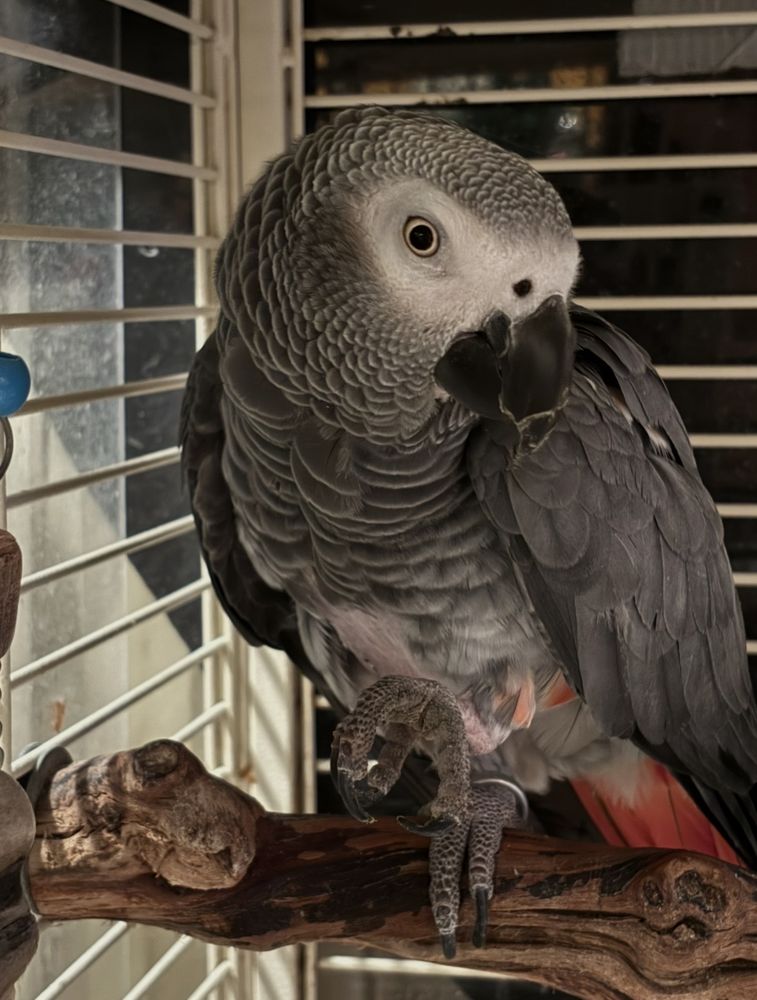 Emma's PetPals - pet boarding facility in East Honolulu, HI
