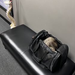 Active Life Chiropractic - Such a good patient!
