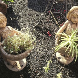 The Tulip Company & More