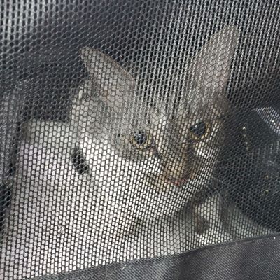 Veterinary Specialty Care 319 E 3rd N St Summerville Sc Veterinarians Mapquest