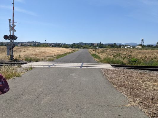 Napa Valley Vine Trail by null