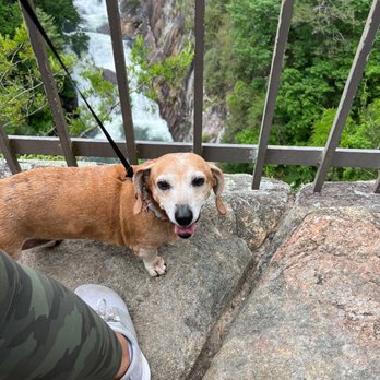 Tallulah Gorge State Park - Pet friendly - Campgrounds Near Me - Tallulah Falls, Georgia Tallulah Gorge State Park - Pet friendly - Campgrounds Near Me - Tallulah Falls, Georgia