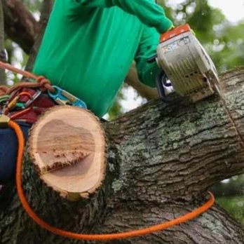 Tarzan Tree Service - Tree Services Near Me Tarzan Tree Service - Tree Services Near Me