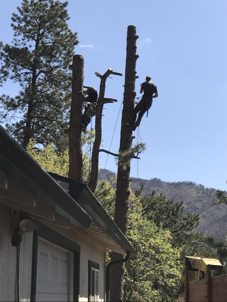 Native Tree Works - tree service in Colorado Springs, CO