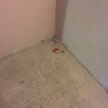 Quality Inn At Town Center - Piece of chicken in stairway for 3 days - Hotels Near Me - Beaufort, South Carolina