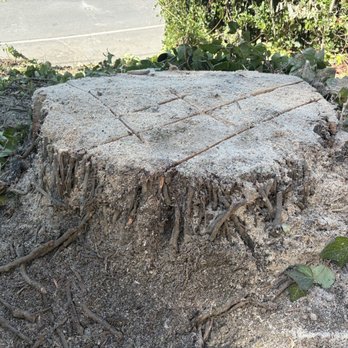 Affordable Tree Care - After - Tree Services Near Me Affordable Tree Care - After - Tree Services Near Me