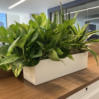 The Wright Gardner - assorted plants (3) in planters throughout the office. - Nurseries & Gardening Near Me - South San Francisco, California The Wright Gardner - assorted plants (3) in planters throughout the office. - Nurseries & Gardening Near Me - South San Francisco, California