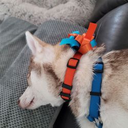 4 Paws Pet Salon