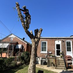 Carter J Trees