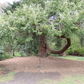 Scone Palace - A big tree - there are lots of big trees. - Castles Near Me
