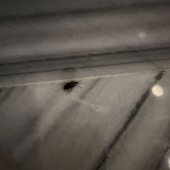 Caesars Palace - Roaches - Hotels Near Me - Las Vegas, Nevada