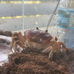 Pet Supermarket - Orange legs, no purple claws, missing the orange dots near the eyes that Halloween crabs tend to have