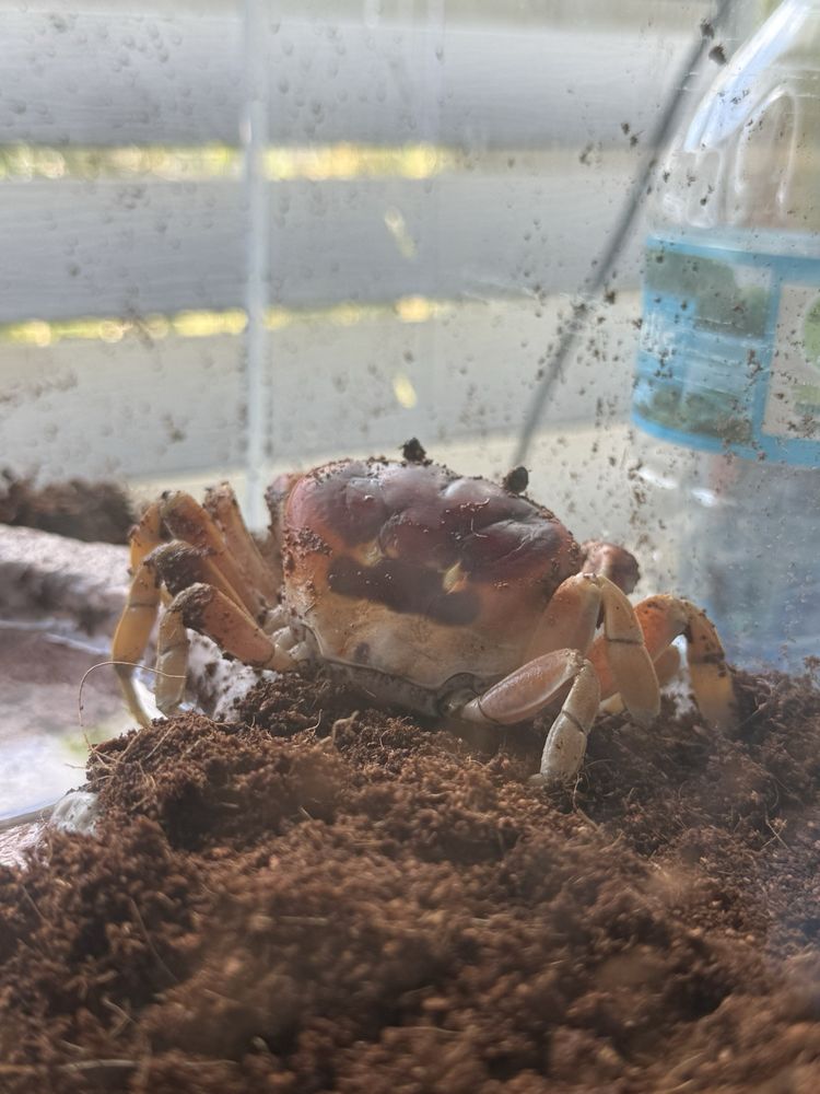 Pet Supermarket Image