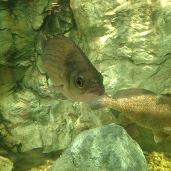 Bass Pro Shops - Indoor educational aquarium - Outdoor Gear Near Me - East Ridge, Tennessee