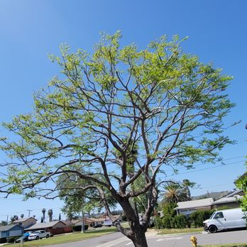 South California Arborists - After - Tree Services Near Me South California Arborists - After - Tree Services Near Me