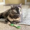 Surf City Pet Hospital gift card