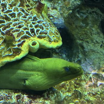 New England Aquarium - Green moray - Aquariums Near Me - Boston, Massachusetts New England Aquarium - Green moray - Aquariums Near Me - Boston, Massachusetts