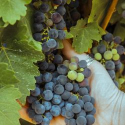 Le Vigne LA - Harvest season is upon us.