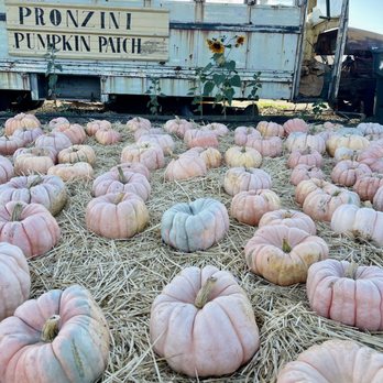 Pronzini Christmas Tree Farms - Pumpkin Patches Near Me - Petaluma, California