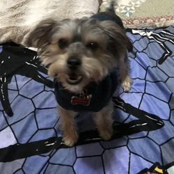 559 Petsitting
