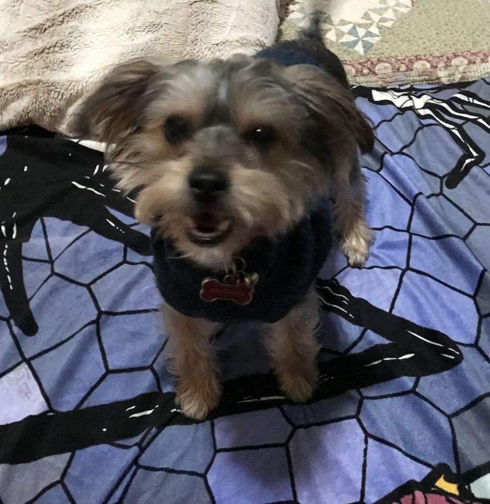 559 Petsitting - pet boarding facility in Fresno, CA