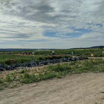Bailey Family Farm - Pick Your Own Farms Near Me - Snohomish, Washington
