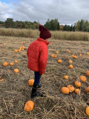 Pinehaven Farm by null