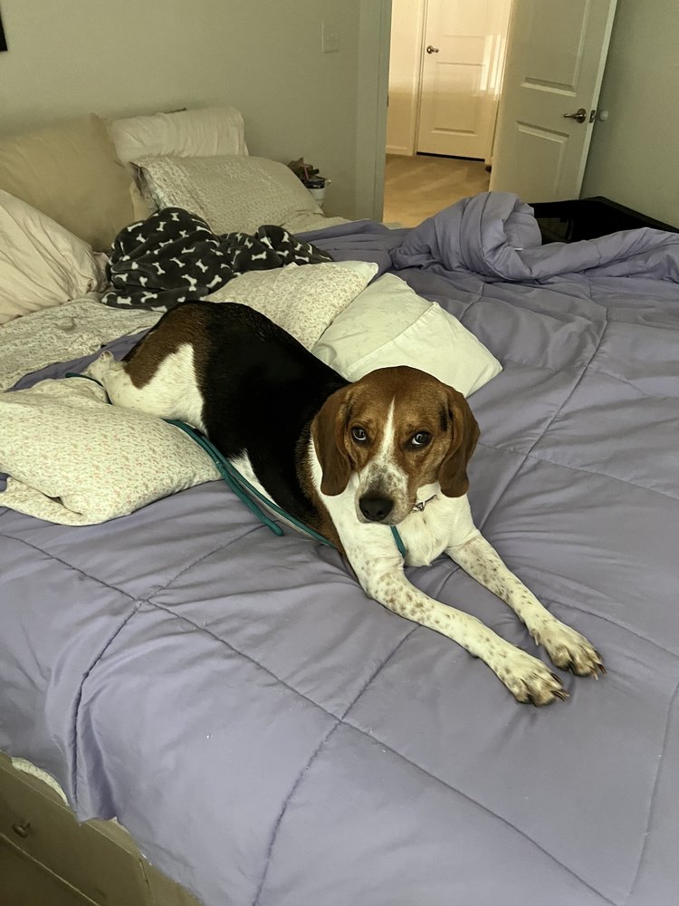 Fur Baby Pet Resort Image
