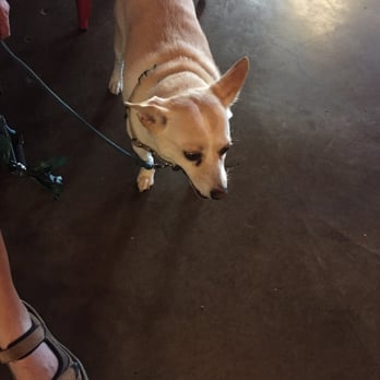 Oak Highlands Brewery - Indoor dog friendly. Love it! - Beer Gardens Near Me - Richardson, Texas Oak Highlands Brewery - Indoor dog friendly. Love it! - Beer Gardens Near Me - Richardson, Texas
