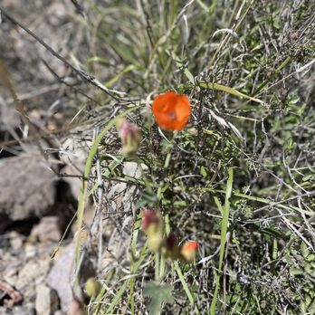 David Yetman Trail - Hiking Near Me - Tucson, Arizona