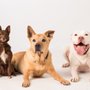 Photo of Paws To Train Your Dog