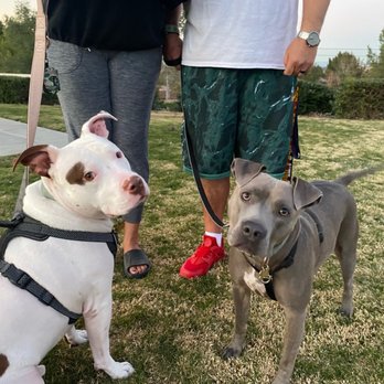 Wise Dog Training - Pet Training Near Me Wise Dog Training - Pet Training Near Me