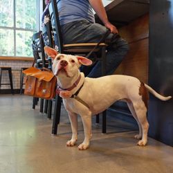 Local Time Brewing - Dog friendly