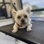 Photo of Lickety Split Mobile Grooming