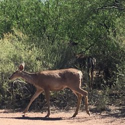 Tombstone Dry Camping RV Park - Lovely deer in the area