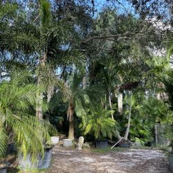Palm House - Walking through view
