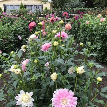 Dahlia Barn - Dahlias in bloom - Nurseries & Gardening Near Me - North Bend, Washington Dahlia Barn - Dahlias in bloom - Nurseries & Gardening Near Me - North Bend, Washington
