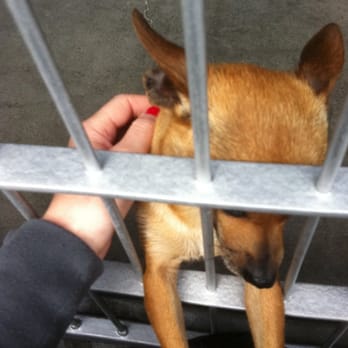 Pasadena Humane - Our girl before we took her home. :) - Animal Shelters Near Me - Pasadena, California Pasadena Humane - Our girl before we took her home. :) - Animal Shelters Near Me - Pasadena, California