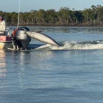 Sand Dollar Shelling - Dolphin jumping - Boat Charters Near Me - Goodland, Florida Sand Dollar Shelling - Dolphin jumping - Boat Charters Near Me - Goodland, Florida