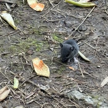 Ridley Creek State Park - mouse on the trail - Hiking Near Me - Media, Pennsylvania