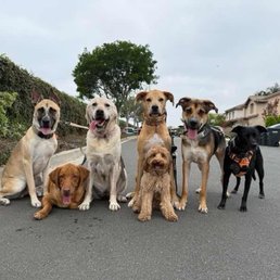 Dogs on a pack walks Dogs on a pack walks