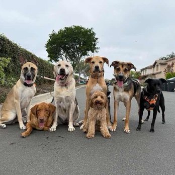 Dog Republic - Dogs on a pack walks - Dog Walkers Near Me - Newport Beach, California Dog Republic - Dogs on a pack walks - Dog Walkers Near Me - Newport Beach, California