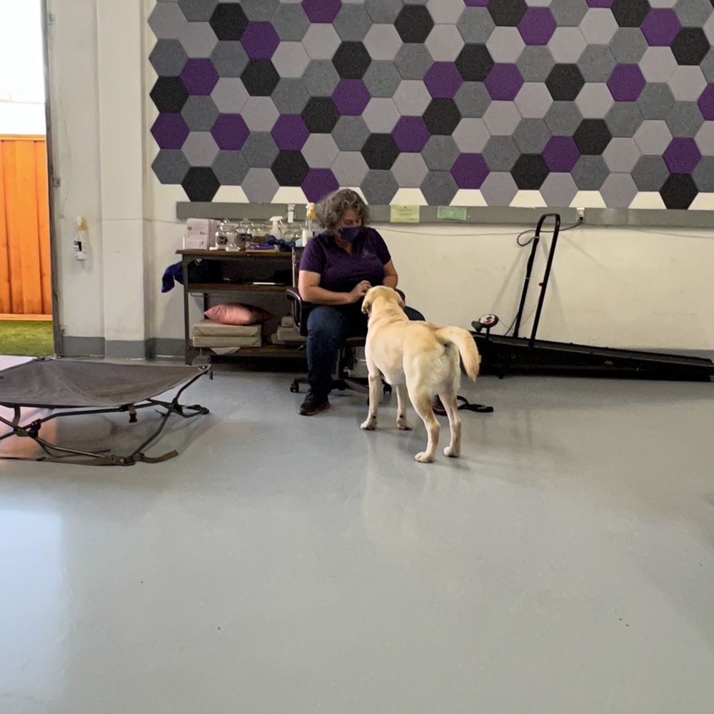 Dogs In Harmony - Trainer with her dog - Pet Training Near Me - Sunnyvale, California Dogs In Harmony - Trainer with her dog - Pet Training Near Me - Sunnyvale, California